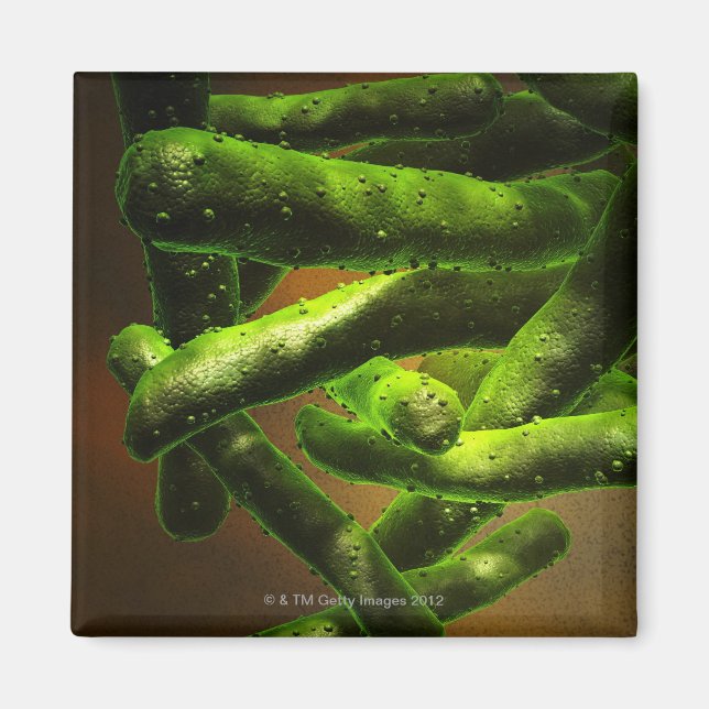 Imán Mycobacterium Tuberculosis (Frente)