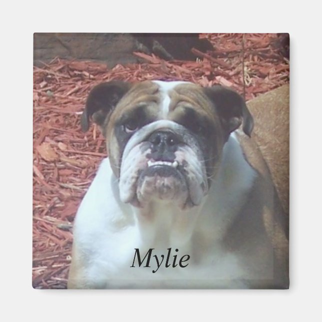 Imán Mylie English Bulldog Square Magnet (Frente)