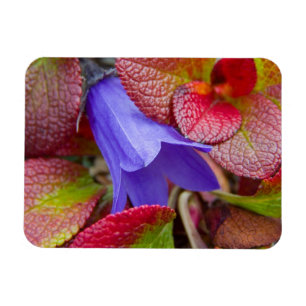 Imán N.A., EE.UU., Alaska.  Bluebell en la tundra en