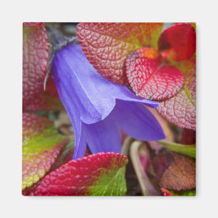 Imán N.A., EE. UU., Alaska.  Campanilla azul en la tund