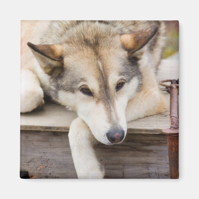 Imán N.A., EE. UU., Alaska. Perros de trineo Husky (Frente)