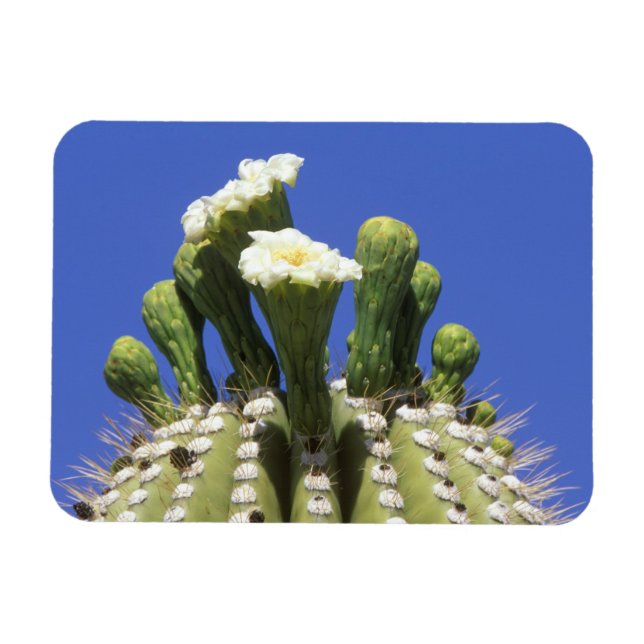 Imán N.A., EE.UU., Arizona, Tucson, desierto de Sonora  (Horizontal)