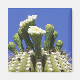 Imán N.A., EE. UU., Arizona, Tucson, Desierto de Sonora