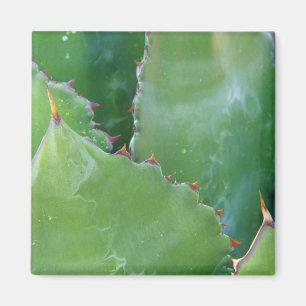 Imán N.A., EE.UU., Arizona, Tucson, desierto de Sonora