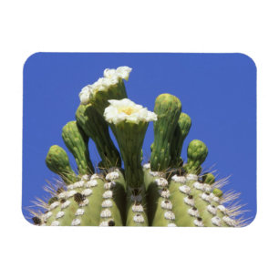 Imán N.A., EE.UU., Arizona, Tucson, desierto Sonora 2