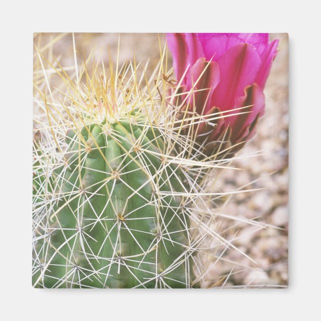 Imán N.A., EE. UU., AZ, Phoenix, Desierto Botánico (Frente)