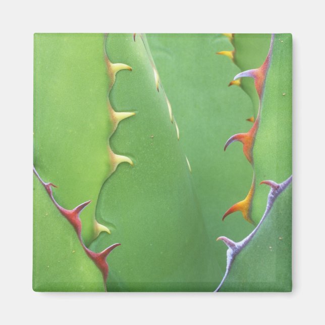 Imán N.A., EE. UU., AZ, Phoenix, Jardín Botánico del De (Frente)