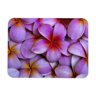 Imán N.A., EE.UU., Maui, Hawaii. Flores de Plumeria Ros
