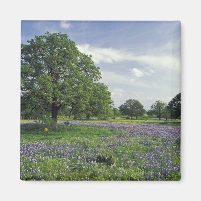 Imán N.A., EE.UU., Texas, Lake Buchanan, Oaks y Blue (Frente)