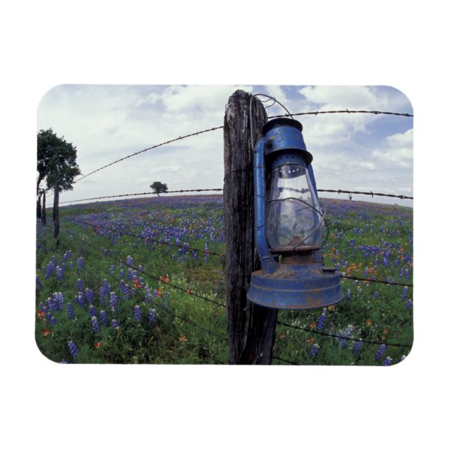 Imán N.A., EE. UU., Texas, Llano, Linterna Azul, Roble (Horizontal)
