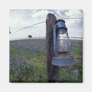 Imán N.A., EE. UU., Texas, Llano, Linterna Azul, Roble