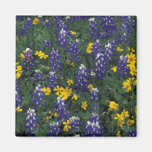 Imán N.A, EE. UU., Texas, Marble Falls, Blue Bonnets