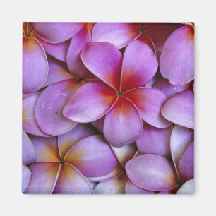 Imán N.A., EEUU, Maui, Hawaii. Flores de Plumeria rosa.