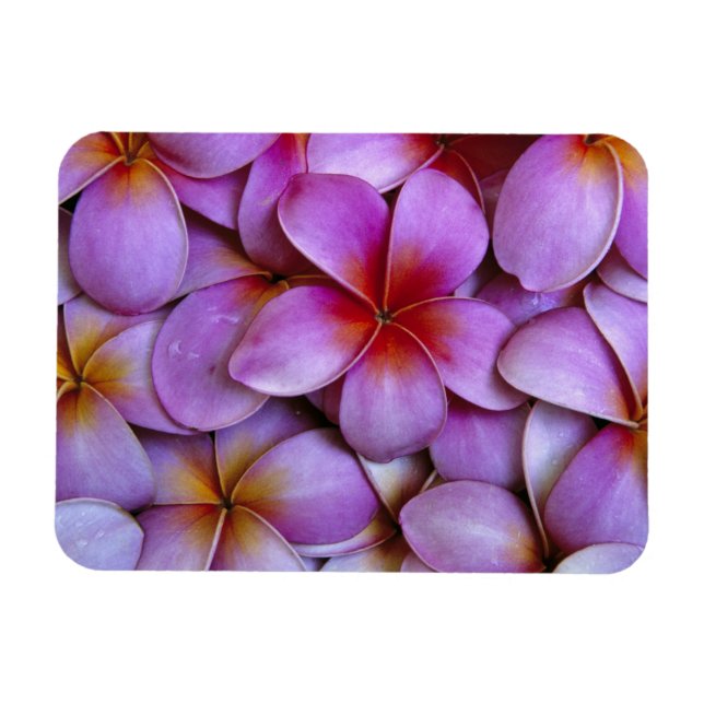 Imán N.A., EEUU, Maui, Hawaii. Flores de Plumeria rosa. (Horizontal)