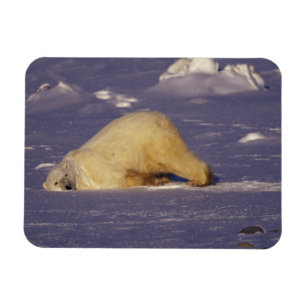 Imán NA, Canadá, Manitoba, Churchill, Oso polar