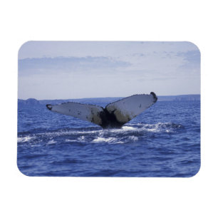 Imán NA, Canadá, Terranova, Bahía de la Trinidad. Jorob