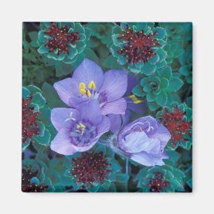 Imán NA, EE.UU., Alaska, Islas Aleutianas, Flores silve