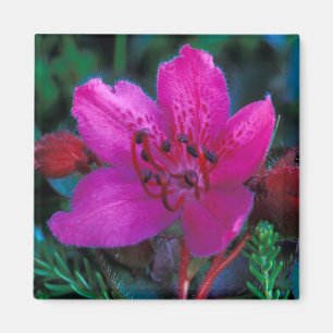 Imán NA, EE.UU., Alaska, Islas Aleutianas, Flores silve