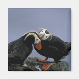 Imán NA, EE. UU., Alaska, Mar de Bering, Pribilofs. Cop