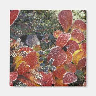 Imán NA, EE.UU., Alaska. Parque Nacional Denali. Bearbe