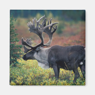 Imán NA, EE. UU., Alaska, Parque Nacional Denali, Carib