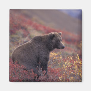 Imán NA, EE. UU., Alaska, Parque Nacional Denali. Una h