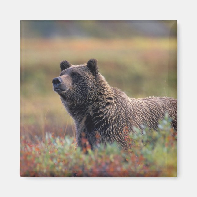 Imán NA, EE. UU., Alaska, PN Denali, Oso pardo (Frente)