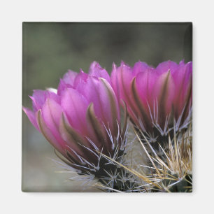 Imán NA, EE. UU., Arizona, Desierto de Sonoran. Erizo