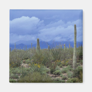 Imán NA, EE.UU., Arizona, Monumento Nacional Saguaro,