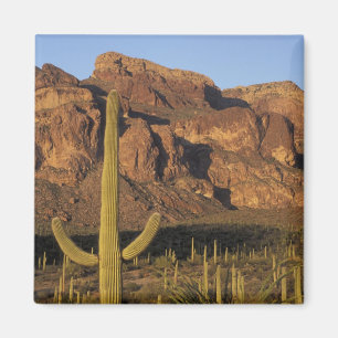 Imán NA, EE. UU., Arizona. Organ Pipe Cactus National