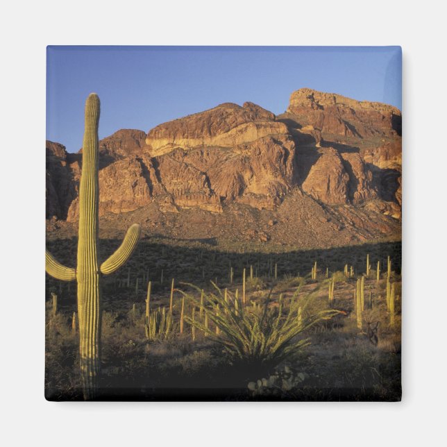Imán NA, EE. UU., Arizona. Organ Pipe Cactus National 2 (Frente)