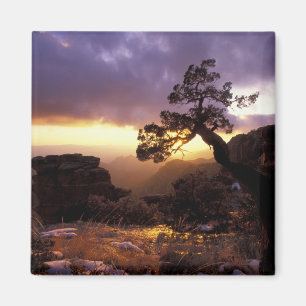 Imán NA, EE. UU., Arizona, Tucson, Atardecer y solitari