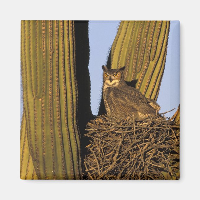 Imán NA, EE.UU., Arizona, Tucson. Oleostoma (Frente)