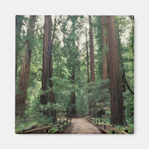 Imán NA, EE.UU., California, Condado de Marin, Muir Woo