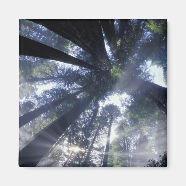 Imán NA, EE. UU., California, Del Norte Redwoods State (Frente)
