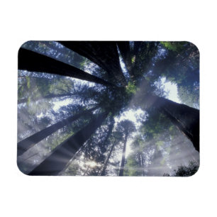 Imán NA, EE. UU., California, Del Norte Redwoods State