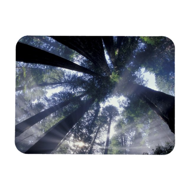 Imán NA, EE. UU., California, Del Norte Redwoods State (Horizontal)