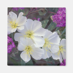 Imán NA, EE.UU., California, Estado del Desierto de Anz