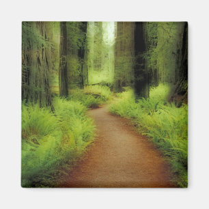 Imán NA, EE.UU., California, Jedediah Smith Redwoods