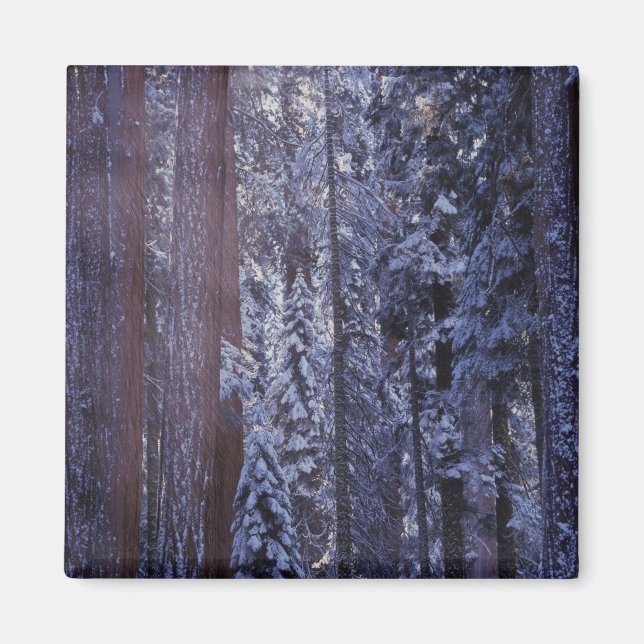 Imán NA, EE. UU., California. Parque Nacional Sequoia.  (Frente)