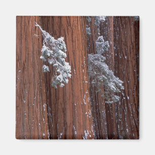 Imán NA, EE. UU., California. Parque Nacional Sequoia.