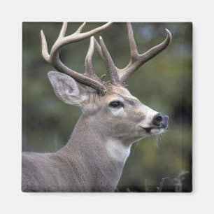 Imán NA, EE.UU., Estado de Washington, venado de cola b