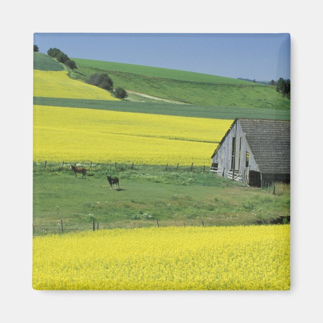 Imán NA, EE. UU., Idaho, cerca de Potlatch, Canola y vi (Frente)