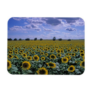 Imán NA, EE. UU., Kansas, cultivo de girasol