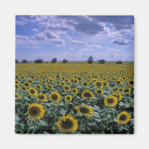 Imán NA, EE.UU., Kansas, cultivo de girasol