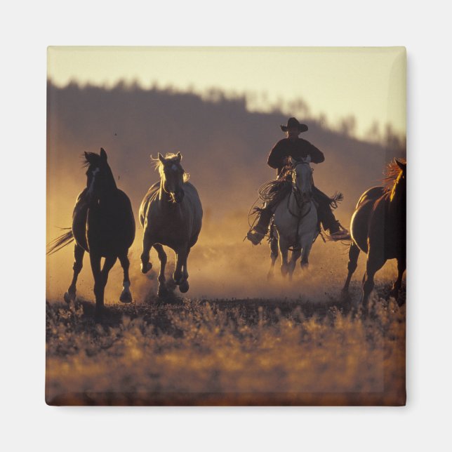 Imán NA, EE. UU., Oregón, Seneca, Ponderosa Ranch, Vaqu (Frente)
