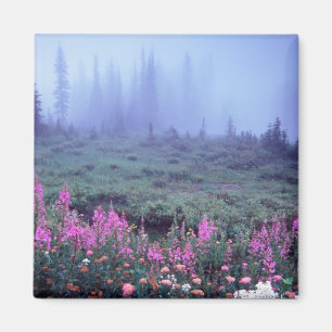 Imán NA, EE.UU., Washington, Foggy Alpine Meadow, Mt.