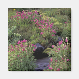 Imán NA, EE.UU., Washington, Monte Rainier NP, Pink