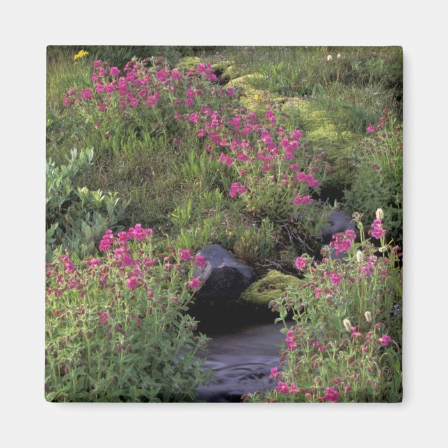 Imán NA, EE. UU., Washington, Mt. Rainier NP, Rosa (Frente)