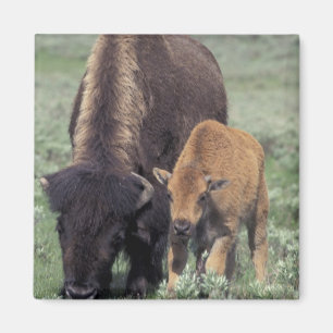 Imán NA, EE. UU., Wyoming, Parque Nacional Yellowstone.